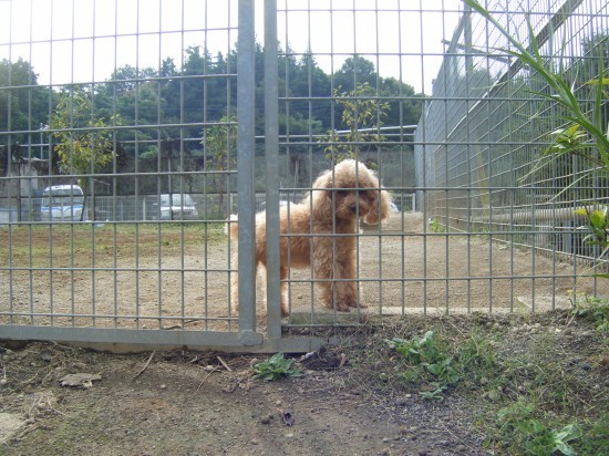 横浜山口ドッグスクール日記　～life with dog～