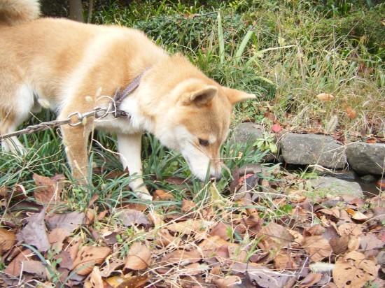 横浜山口ドッグスクール日記　～life with dog～