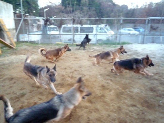 横浜山口ドッグスクール日記　～life with dog～