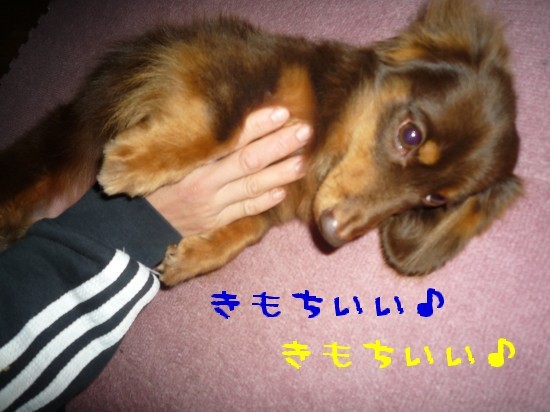 横浜山口ドッグスクール日記　～life with dog～