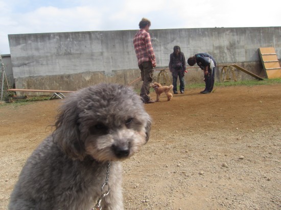 横浜山口ドッグスクール日記　～life with dog～