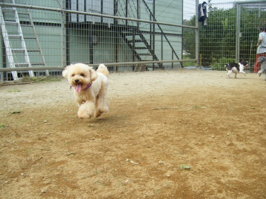 横浜山口ドッグスクール日記　～life with dog～