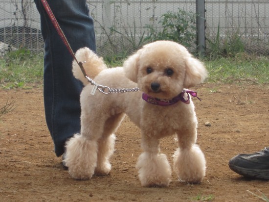 横浜山口ドッグスクール日記　～life with dog～