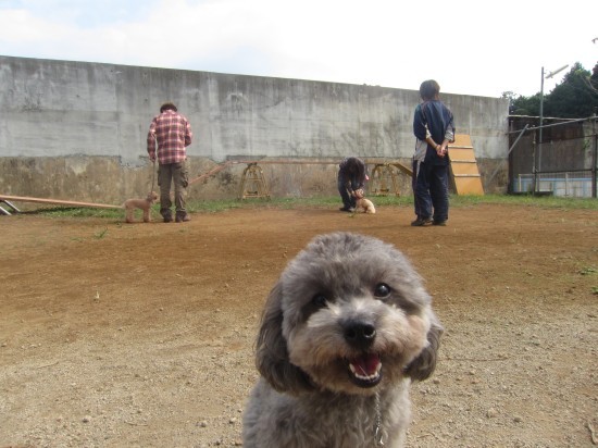 横浜山口ドッグスクール日記　～life with dog～