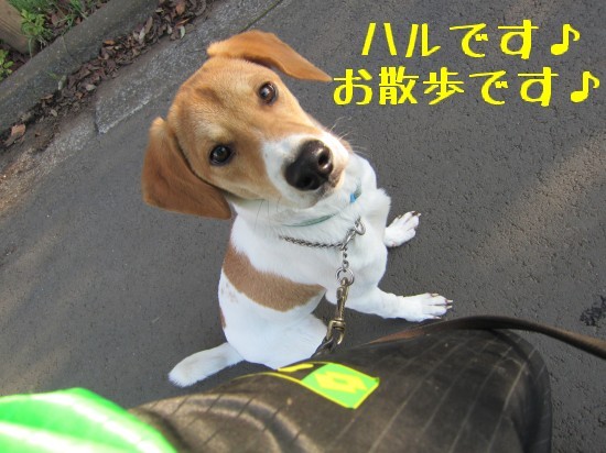 お散歩