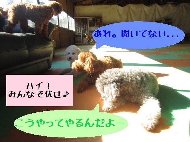 横浜山口ドッグスクール日記　～life with dog～