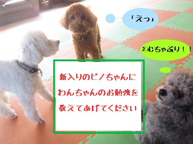 わんちゃんたちにお題を出してみました!