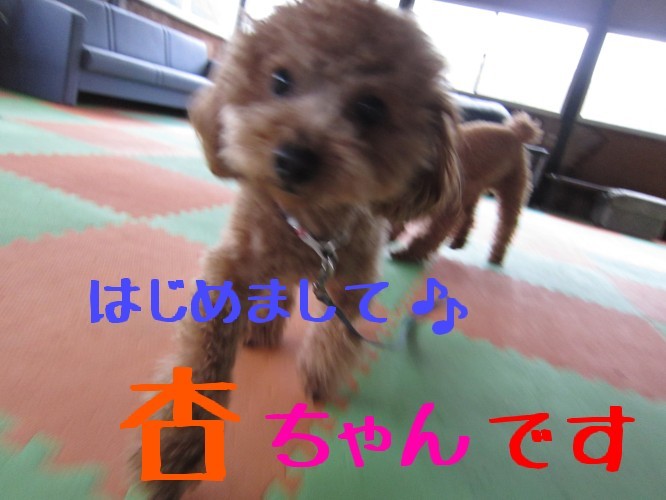 横浜山口ドッグスクール日記　～life with dog～