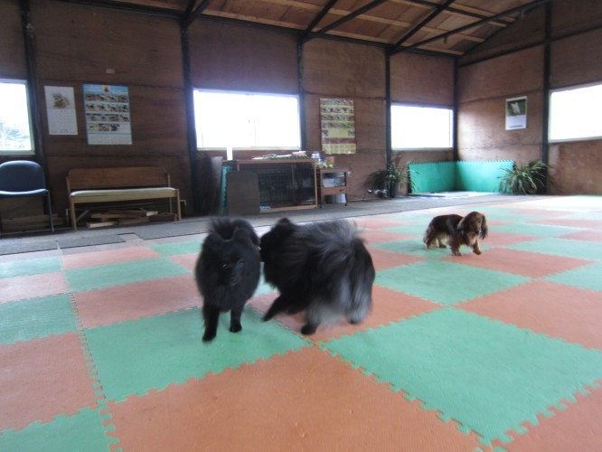 横浜山口ドッグスクール日記　～life with dog～