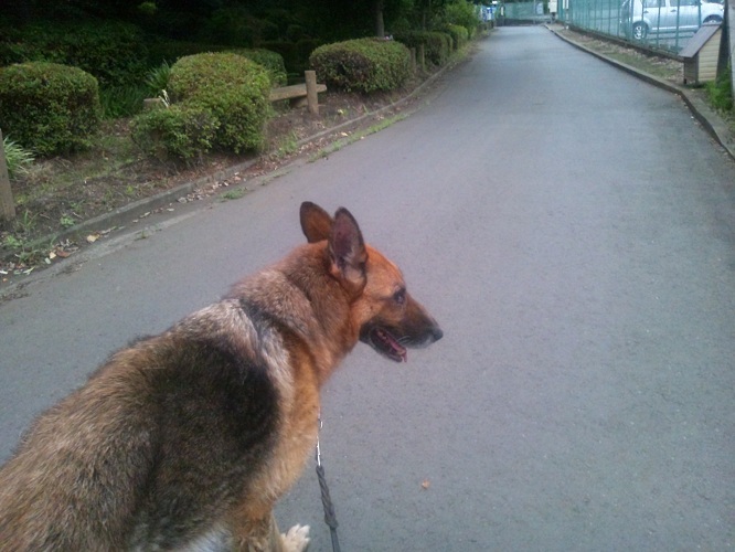 横浜山口ドッグスクール日記　～life with dog～