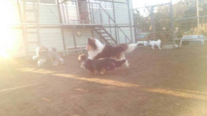 小型犬、大運動会!