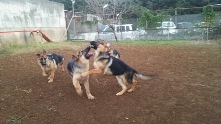 子犬とマタイ