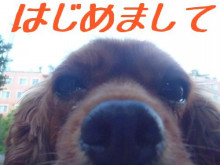 本日紹介する小型犬は・・・？