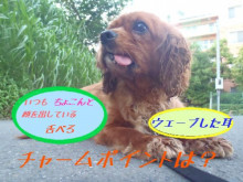 横浜山口ドッグスクール日記　～life with dog～