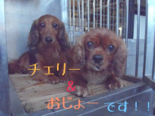 横浜山口ドッグスクール日記　～life with dog～