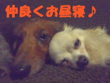 横浜山口ドッグスクール日記　～life with dog～