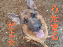 横浜山口ドッグスクール日記　～life with dog～