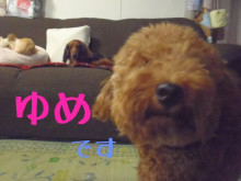 とっても元気なわんこ女子会♪