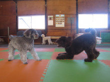 横浜山口ドッグスクール日記　～life with dog～