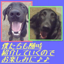 横浜山口ドッグスクール日記　～life with dog～