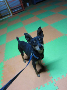 横浜山口ドッグスクール日記　～life with dog～