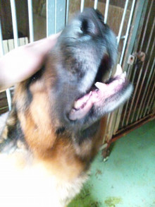 横浜山口ドッグスクール日記　～life with dog～