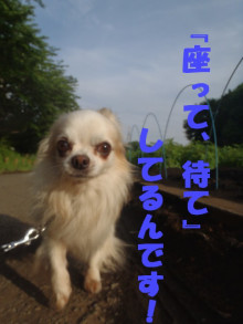 横浜山口ドッグスクール日記　～life with dog～