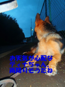 横浜山口ドッグスクール日記　～life with dog～