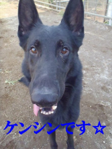ドッグスクールライフ♪♪