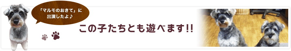 この子たちとも遊べます！！